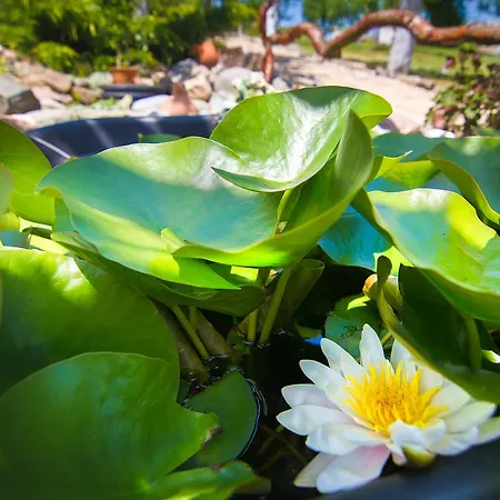 Zelenika Guest house